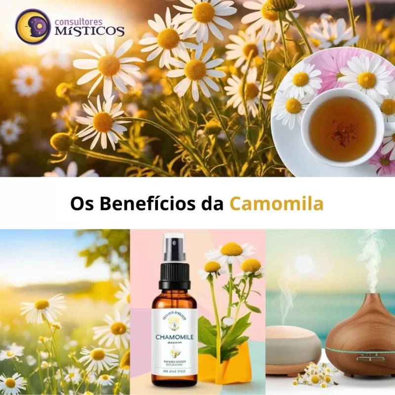 Camomila